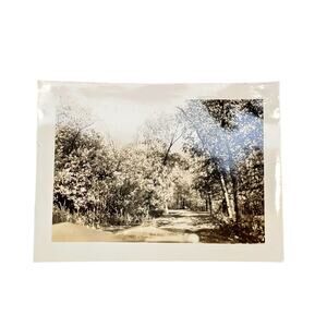 Vtg Beautiful Nature Trail Original Monochrome Photo Nature Core Found Snapshot